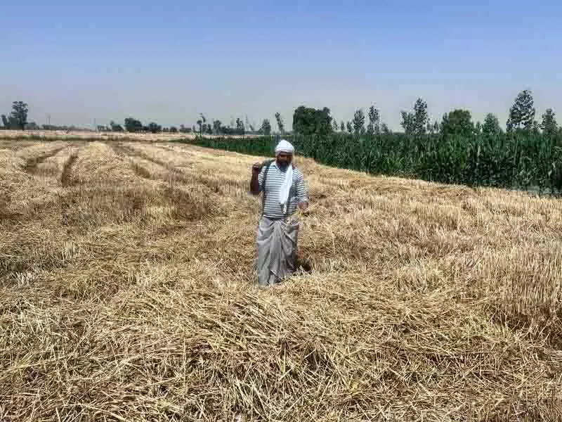 Amritsar: मांग में कमी के कारण गेहूं के भूसे की कीमतों में गिरावट, किसान चिंतित Amritsar: मांग में कमी के कारण गेहूं के भूसे की कीमतों में गिरावट, किसान चिंतित