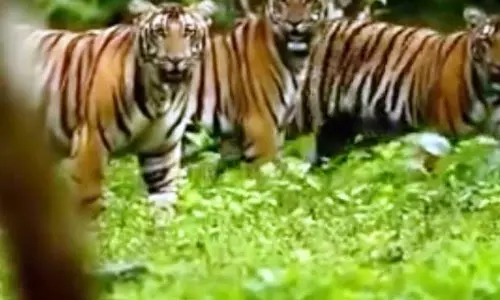 सिमिलिपाल को आधिकारिक तौर पर राष्ट्रीय उद्यान के रूप में अधिसूचित किया