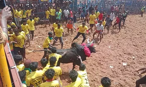 सेंथमंगलम में जल्लीकट्टू: 700 बैल, 400 एथलीट भाग लेते
