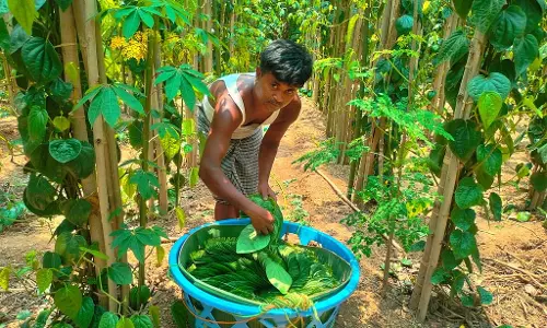 Karnataka : लक्ष्मेश्वर के किसान द्वारा पान की खेती