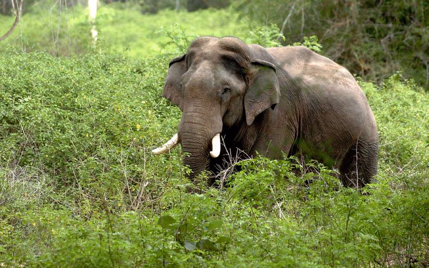 Kerala : वायनाड में जंगली हाथी के हमले में एक व्यक्ति की मौत