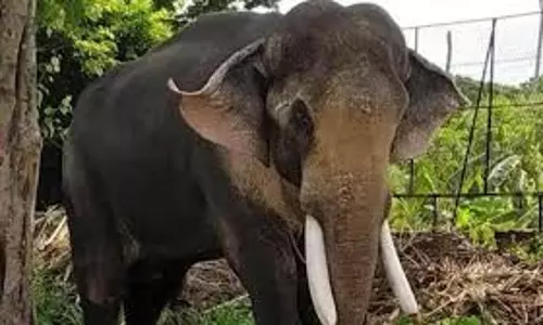 Kerala : जंगली हाथी ने वायनाड में घर नष्ट किया, किसान बाल-बाल बचा