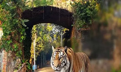 सिमिलिपाल टाइगर रिजर्व में बाघों की संख्या बढ़कर 40 हुई: वन्यजीव पीसीसीएफ प्रेम कुमार झा