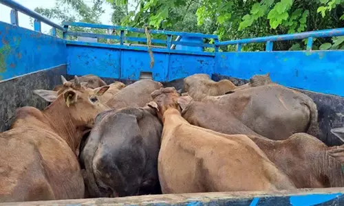 असम: बोकाखाट में मवेशी चोरों का आतंक