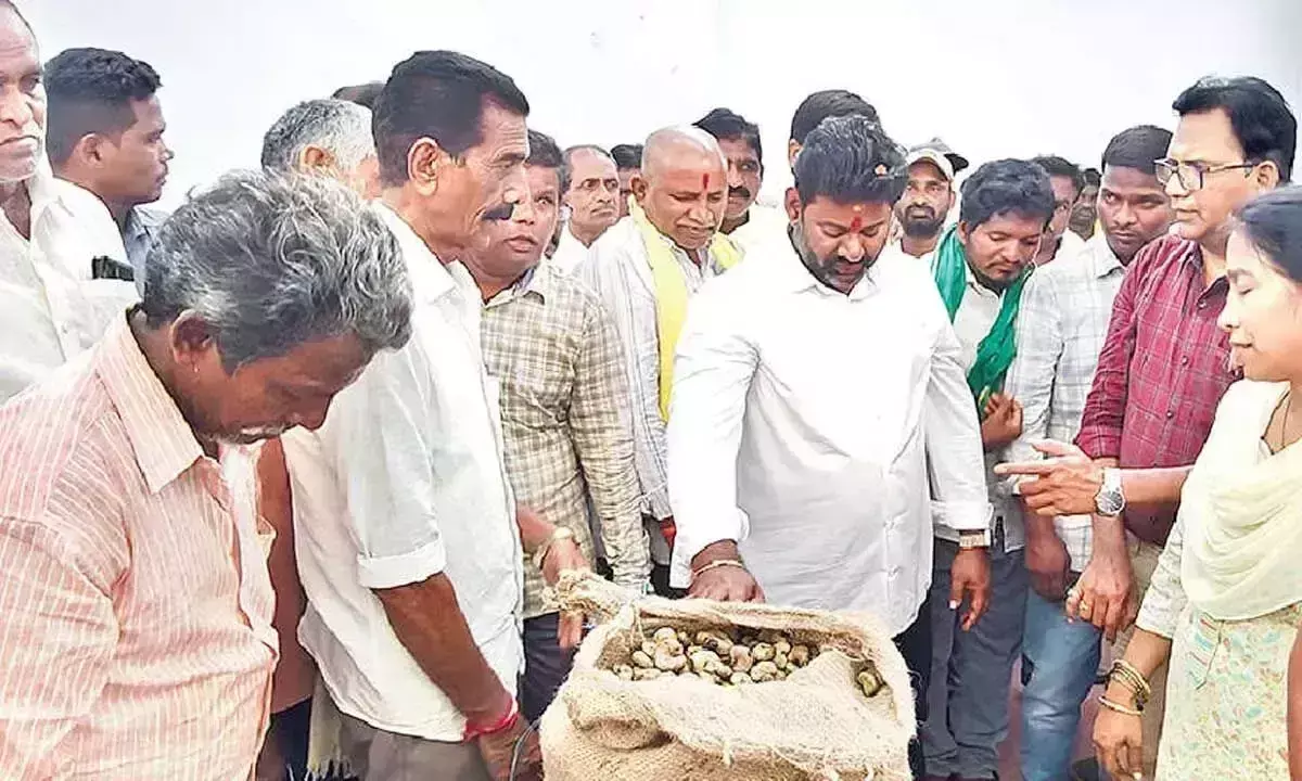 Andhra: विधायक ने किया काजू खरीदी केंद्र का उद्घाटन