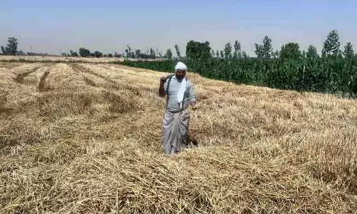 Amritsar: मांग में कमी के कारण गेहूं के भूसे की कीमतों में गिरावट, किसान चिंतित