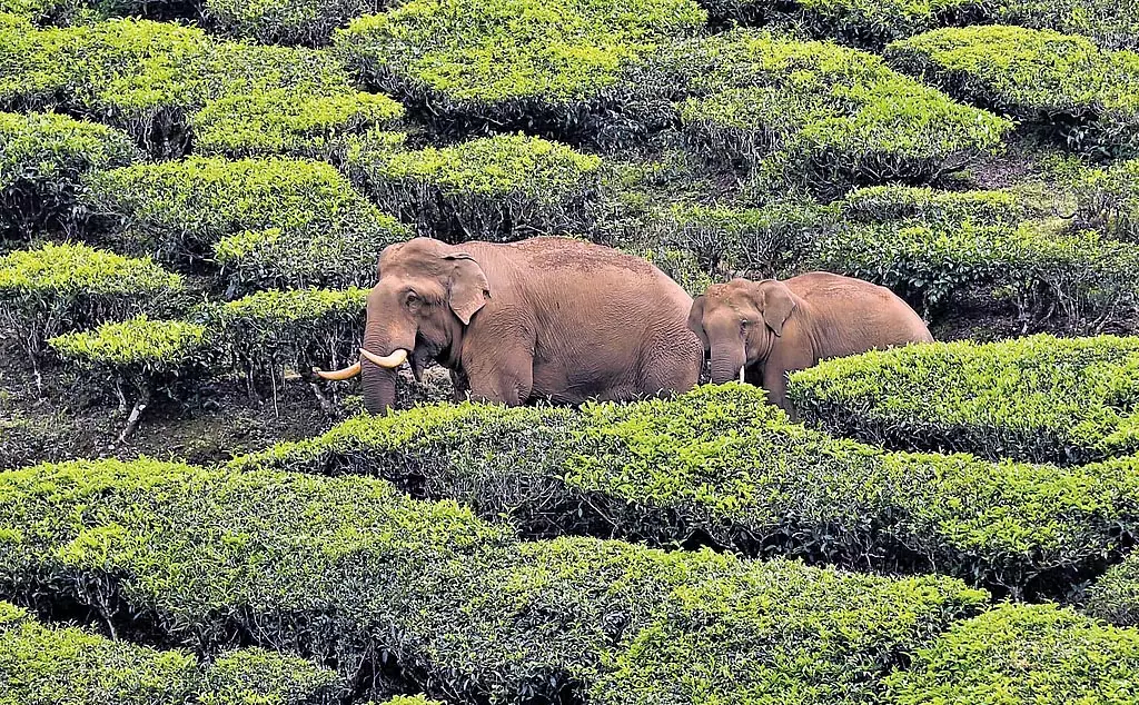 14 महीनों में Wayanad में अरुमुगन जंगली जानवर के हमले का चौथा शिकार 14 महीनों में Wayanad में अरुमुगन जंगली जानवर के हमले का चौथा शिकार
