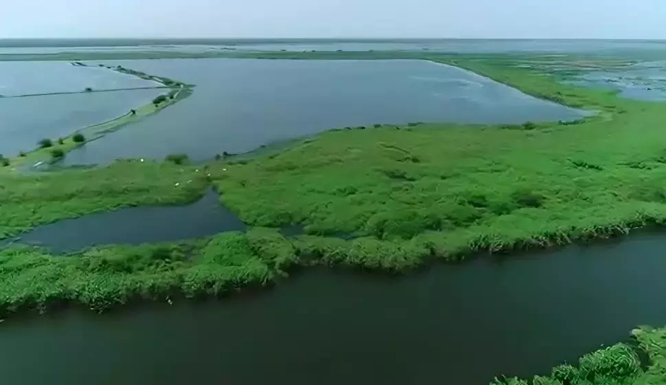 AP: कोलेरू झील पर अतिक्रमण का खतरा मंडरा रहा AP: कोलेरू झील पर अतिक्रमण का खतरा मंडरा रहा