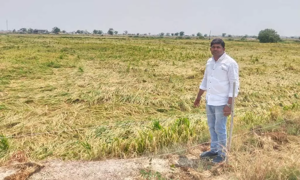 जलमग्न धान: किसान संकट में जलमग्न धान: किसान संकट में