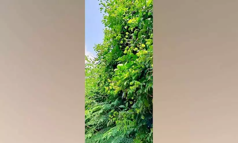 ग्रीष्मकालीन वर्षा: परियारम में किसान रामबुतान की फसल की प्रतीक्षा कर रहे ग्रीष्मकालीन वर्षा: परियारम में किसान रामबुतान की फसल की प्रतीक्षा कर रहे
