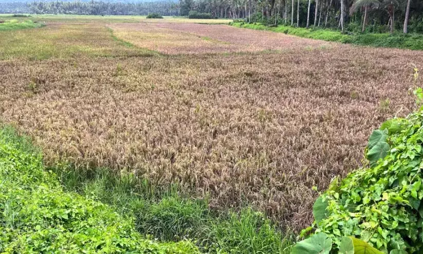 किसान आंसू बहा रहे हैं; चिरांधथुर में 300 एकड़ धान की खेती चिरा रोग से प्रभावित किसान आंसू बहा रहे हैं; चिरांधथुर में 300 एकड़ धान की खेती चिरा रोग से प्रभावित