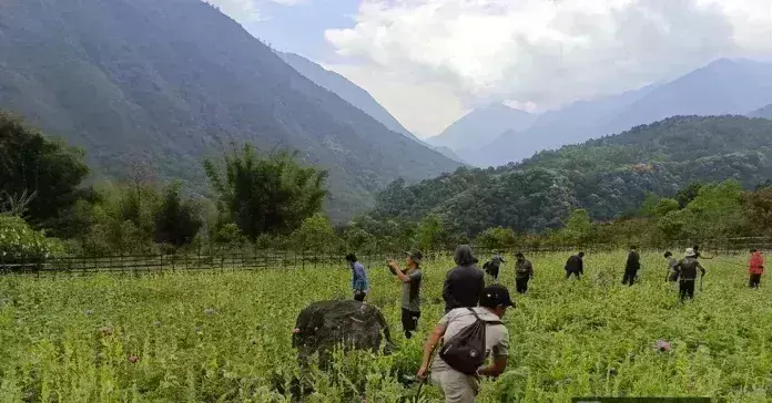 Arunachal: अफीम की खेती के खिलाफ अभियान Arunachal: अफीम की खेती के खिलाफ अभियान