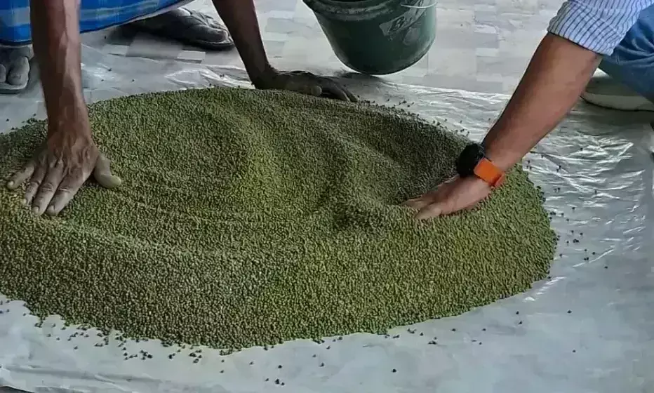 East Champaran: उर्वरा शक्ति में क्रांतिकारी बदलाव ला सकती है हरी खाद: विशेषज्ञ की राय