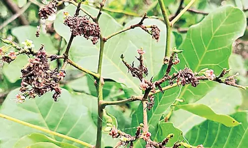 Odisha : काजू की खेती 25 से 26 हजार हेक्टेयर में फैली हुई Odisha : काजू की खेती 25 से 26 हजार हेक्टेयर में फैली हुई