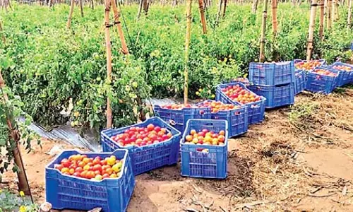 किसान अपनी सब्जियां उगाने के लिए पूंजी जुटाने के लिए संघर्ष कर रहे