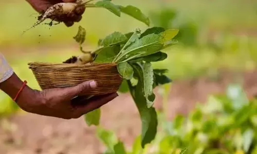 लाल चने की फसल के लिए जीन से ज़्यादा मिट्टी का महत्व: UoH लाल चने की फसल के लिए जीन से ज़्यादा मिट्टी का महत्व: UoH