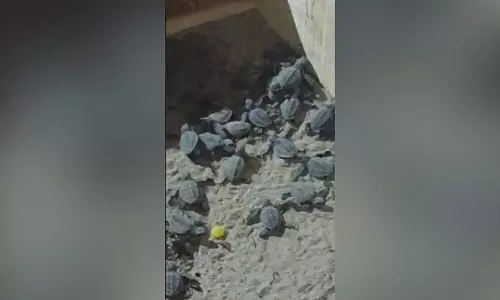 Maharashtra: किहिम बीच पर ओलिव रिडले कछुए के बच्चे दिखने से लोगों की भीड़ उमड़ पड़ी Maharashtra: किहिम बीच पर ओलिव रिडले कछुए के बच्चे दिखने से लोगों की भीड़ उमड़ पड़ी