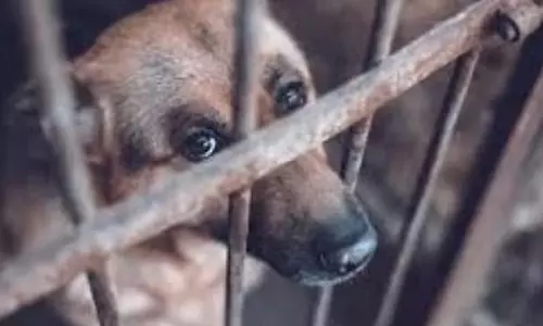पेटा इंडिया के कानूनी सलाहकार ने DSPCAअधिकारियों के लिए पशु क्रूरता कानूनों पर प्रशिक्षण आयोजित पेटा इंडिया के कानूनी सलाहकार ने DSPCAअधिकारियों के लिए पशु क्रूरता कानूनों पर प्रशिक्षण आयोजित