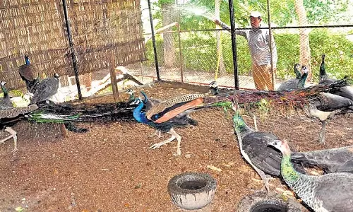 Telangana भीषण गर्मी की चपेट में, आदिलाबाद में तापमान 45.5 डिग्री सेल्सियस पहुंचा