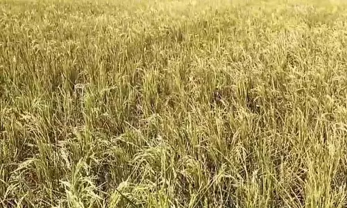 Karnataka : चावल की कीमतों में गिरावट
