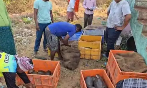 Malkangiri: 473 जीवित कछुए जब्त