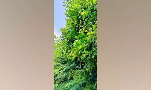 ग्रीष्मकालीन वर्षा: परियारम में किसान रामबुतान की फसल की प्रतीक्षा कर रहे