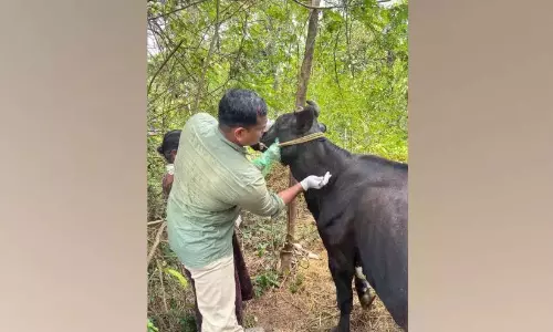 रेबीज़; तीन गायों की हत्या