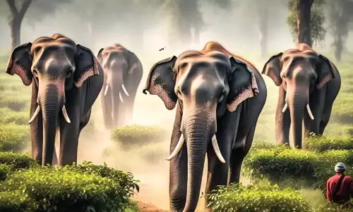 मेप्पाडी में जंगली हाथी का हमला: रिसॉर्ट और इको-टूरिज्म बंद किया जाना चाहिए