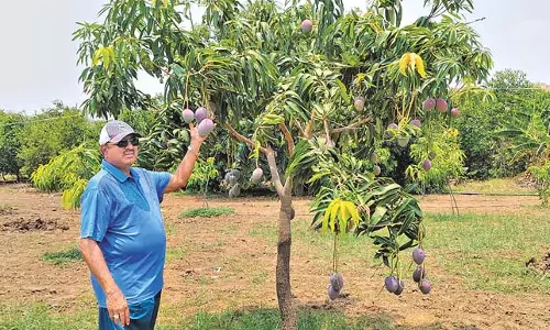 Andhra : पन्यम में उगाए जा रहे हैं महंगे आम