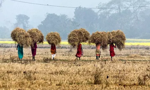 अमृतसर के सीमावर्ती गांव के किसानों का कहना- स्थानीय गुरुद्वारा की घोषणा के बाद वे फसल की कटाई में तेजी लाएंगे अमृतसर के सीमावर्ती गांव के किसानों का कहना- स्थानीय गुरुद्वारा की घोषणा के बाद वे फसल की कटाई में तेजी लाएंगे