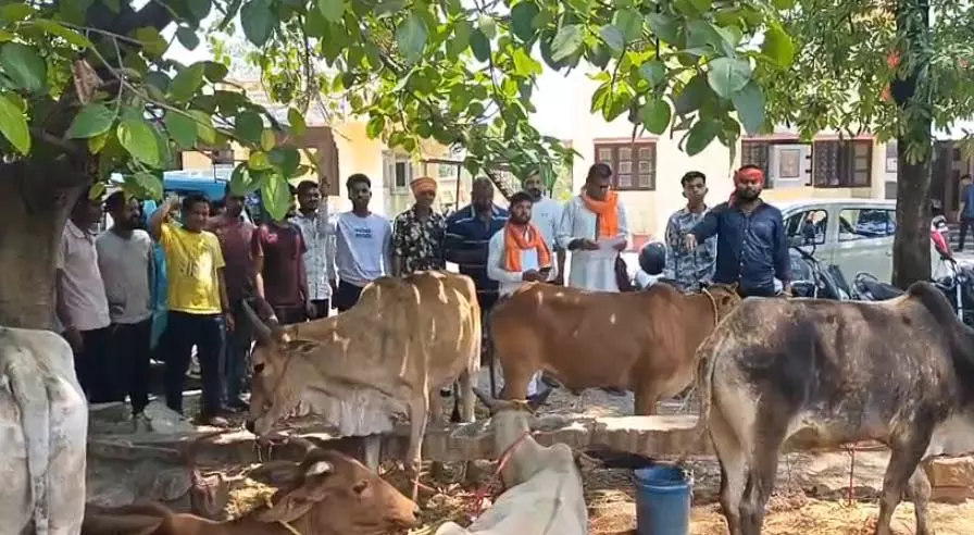 गाय से भरी पिकअप को पकड़ा गया, वीडियो गाय से भरी पिकअप को पकड़ा गया, वीडियो