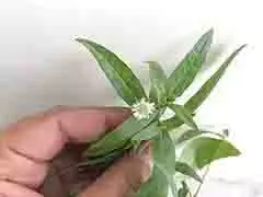 Hair Care: इन 5 तरीकों से करें भृंगराज का इस्तेमाल, लोग पूछेंगे घने और लंबे बालों का राज Hair Care: इन 5 तरीकों से करें भृंगराज का इस्तेमाल, लोग पूछेंगे घने और लंबे बालों का राज