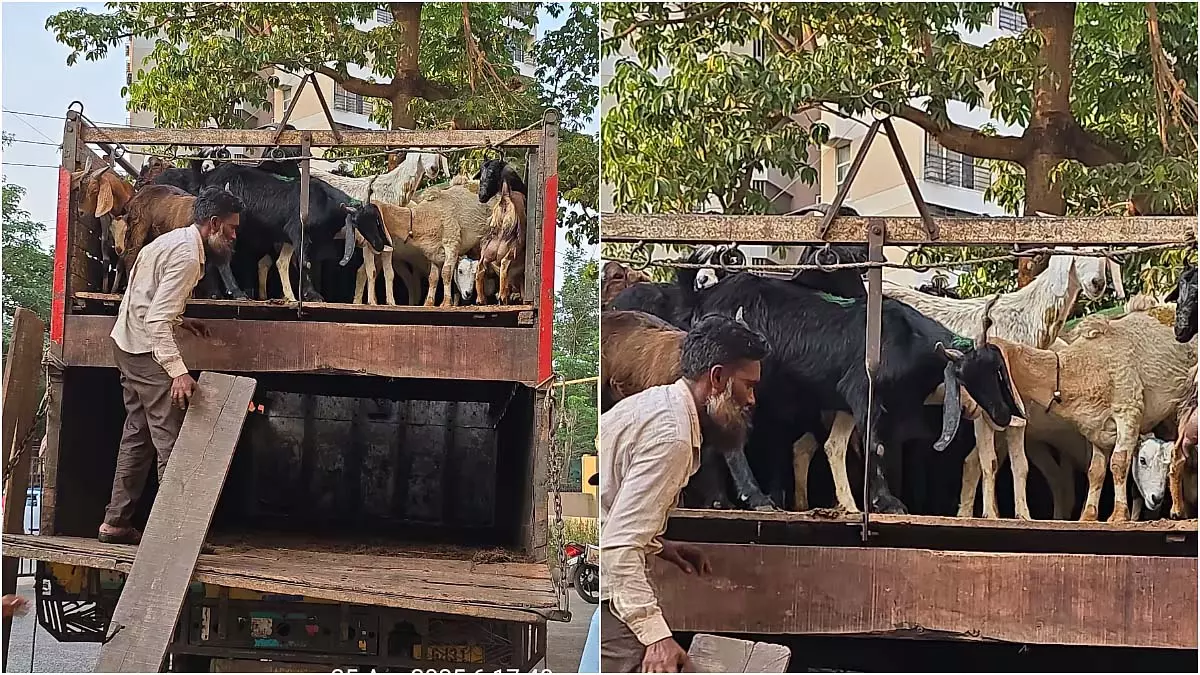गुजरात से Mumbai के बूचड़खानों तक अत्यधिक मात्रा में भरे बकरे ले जाने के आरोप में 2 पर मामला दर्ज गुजरात से Mumbai के बूचड़खानों तक अत्यधिक मात्रा में भरे बकरे ले जाने के आरोप में 2 पर मामला दर्ज