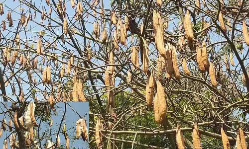 Tamil Nadu: क्या गिरते कपास उद्योग को बचाया जा सकेगा