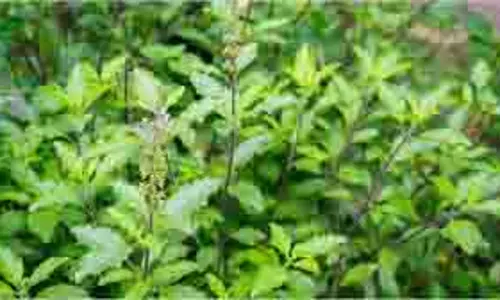 Tulsi Plant Care Tips in Summer: तुलसी के पौधे की देखभाल के टिप्स गर्मियों में न मुरझा जाए तुलसी का पौधा, इन आसान तरीकों से रखें खास ख्याल Tulsi Plant Care Tips in Summer: तुलसी के पौधे की देखभाल के टिप्स गर्मियों में न मुरझा जाए तुलसी का पौधा, इन आसान तरीकों से रखें खास ख्याल