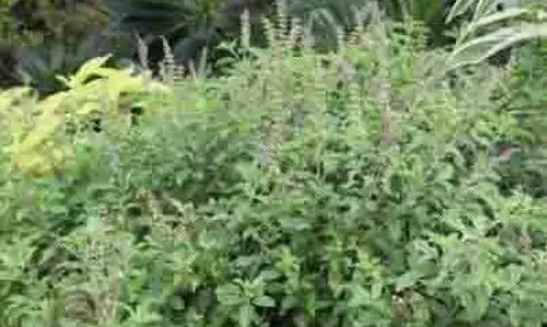 Tulsi plant: जानिए अगर तुलसी के पौधे पर कलियां आ जाएं तो क्या करें Tulsi plant: जानिए अगर तुलसी के पौधे पर कलियां आ जाएं तो क्या करें