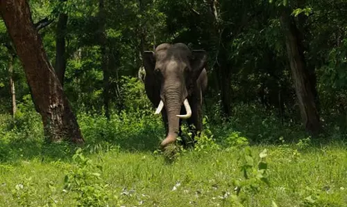 AP: जंगली हाथी ने किसान को कुचला, दहशत का माहौल AP: जंगली हाथी ने किसान को कुचला, दहशत का माहौल