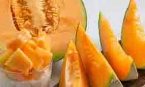 Health Tips for Summer: गर्मियों में जरूर करें खरबूजे के जूस का सेवन, सेहत के लिए है बेहद फायदेमंद Health Tips for Summer: गर्मियों में जरूर करें खरबूजे के जूस का सेवन, सेहत के लिए है बेहद फायदेमंद