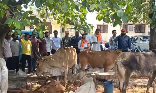 गाय से भरी पिकअप को पकड़ा गया, वीडियो गाय से भरी पिकअप को पकड़ा गया, वीडियो