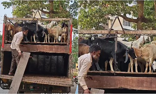 गुजरात से Mumbai के बूचड़खानों तक अत्यधिक मात्रा में भरे बकरे ले जाने के आरोप में 2 पर मामला दर्ज