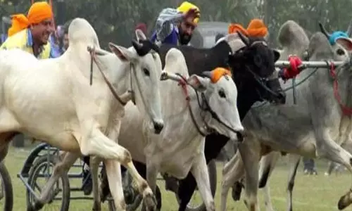 Police  ने उत्तरी कर्नाटक में अवैध मेढ़ों की लड़ाई और बैलगाड़ी दौड़ रोकी