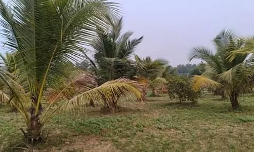 Jagatsinghpur में रामलीला के दौरान नारियल का पेड़ गिरने से महिला की मौत, चार घायल Jagatsinghpur में रामलीला के दौरान नारियल का पेड़ गिरने से महिला की मौत, चार घायल