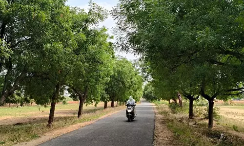 हगरीबोम्मानहल्ली: चिलचिलाती धूप में पेड़ों की कतारों की हवा