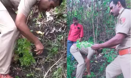 वट्टावडा में 96 भांग के पौधे पाए गए; तीन महीने के भीतर कटाई के लिए तैयार