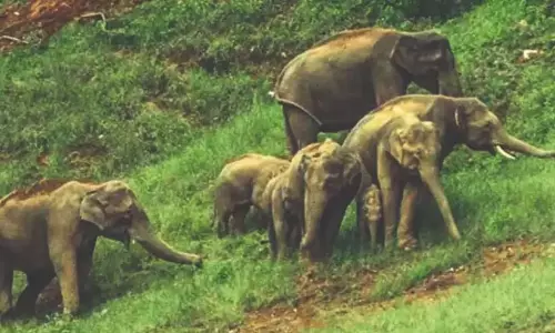 वर्षावन में जंगली जानवरों का एक समूह लोगों को आतंकित कर रहा