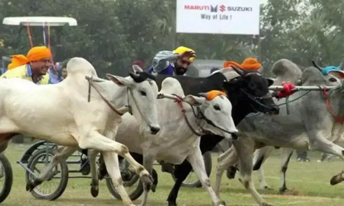 Police ने उत्तरी कर्नाटक में अवैध मेढ़ों की लड़ाई और बैलगाड़ी दौड़ पर रोक लगाई