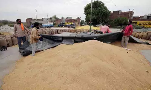 Ludhiana जिले ने खरीदे गए गेहूं का 88% उठाया, राज्य में शीर्ष स्थान पर