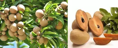 जीआई टैग पाने वाले गुजरात के अमलसाड़ चीकू में क्या है खास? जीआई टैग पाने वाले गुजरात के अमलसाड़ चीकू में क्या है खास?