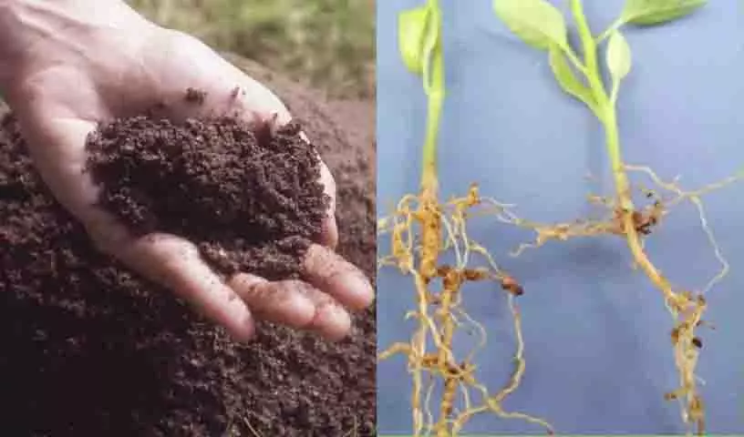Hyderabad: पौधों के माइक्रोबायोम में मिट्टी की भूमिका पौधों की आनुवंशिकी से भी अधिक महत्वपूर्ण Hyderabad: पौधों के माइक्रोबायोम में मिट्टी की भूमिका पौधों की आनुवंशिकी से भी अधिक महत्वपूर्ण