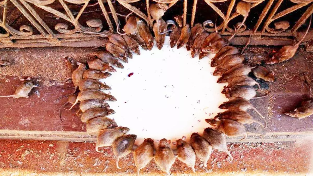 Karni Mata Temple के रहस्यों से उठता पर्दा, जानिए अद्भुत तथ्य Karni Mata Temple के रहस्यों से उठता पर्दा, जानिए अद्भुत तथ्य